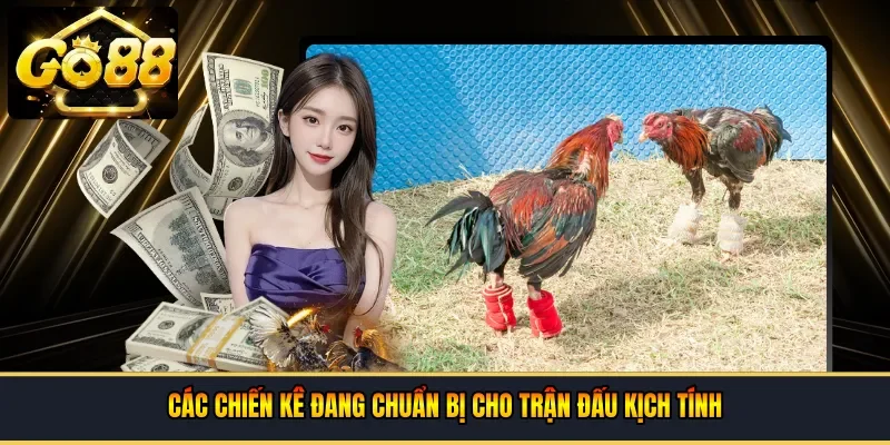 Các chiến kê đang chuẩn bị cho trận đấu kịch tính