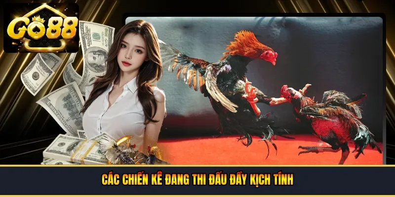 Hình ảnh các chiến kê đang thi đấu đầy kịch tính