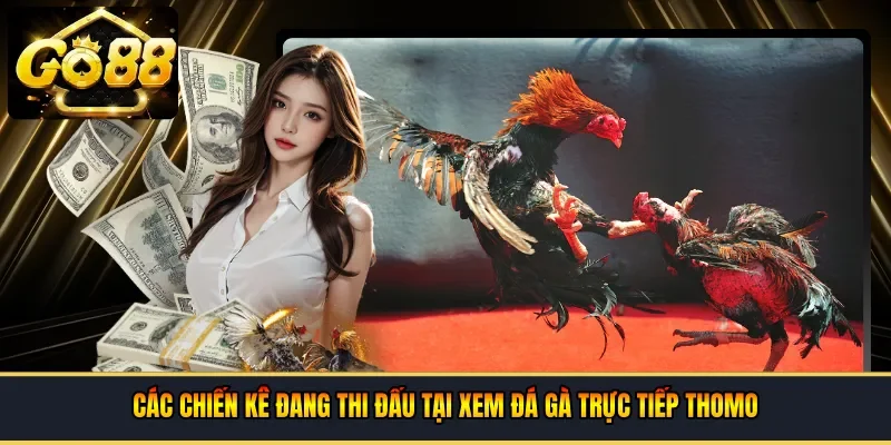  Các chiến kê đang thi đấu tại xem đá gà trực tiếp thomo