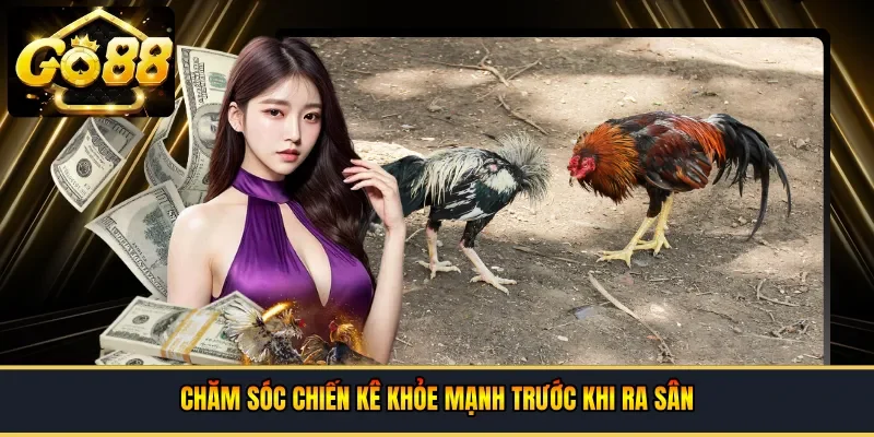 Chăm sóc chiến kê khỏe mạnh trước khi ra sân