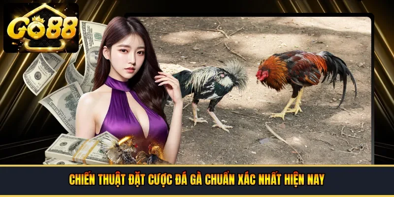Chiến thuật đặt cược đá gà chuẩn xác nhất hiện nay