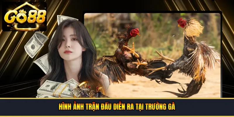  Hình ảnh trận đấu diễn ra tại trường gà