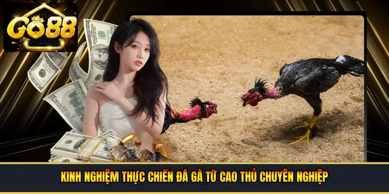 Kinh nghiệm thực chiến đá gà từ cao thủ chuyên nghiệp