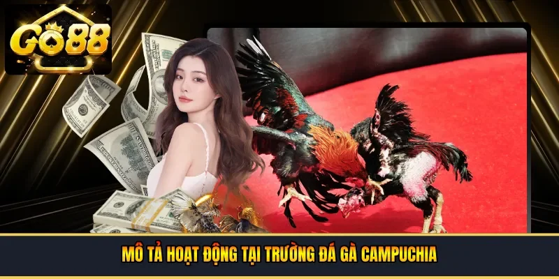 Hoạt động tại trường đá gà campuchia