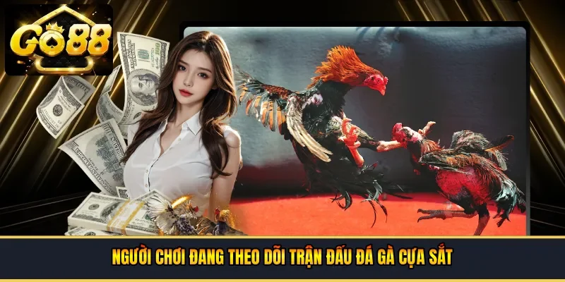 Người chơi đang theo dõi trận đấu đá gà cựa sắt