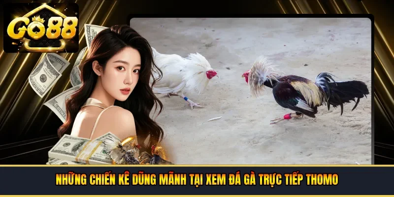  Những chiến kê dũng mãnh tại xem đá gà trực tiếp thomo